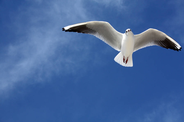 seagull flying in the sky - 写真・画像