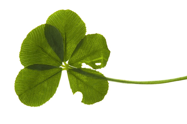 Five Leaf Clover isolated on the white backgroun - Photo, Image