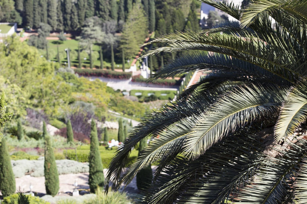 za listy palm tree je nádhernou krajinu - Fotografie, Obrázek