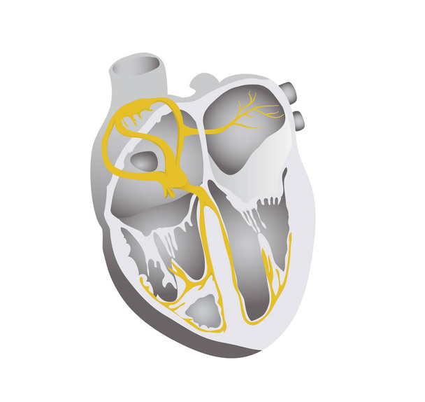 Sistema de conducción cardíaca. Corazón humano ilustración detallada
 - Vector, Imagen