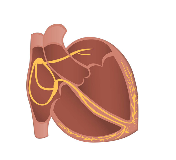 Sistema de conducción del corazón vector ilustración
. - Vector, Imagen