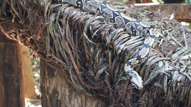 Riesenanakonda-Schlange im Wald - Foto, Bild