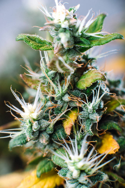 大麻マリファナの植物のマクロ写真の芽 - 写真・画像