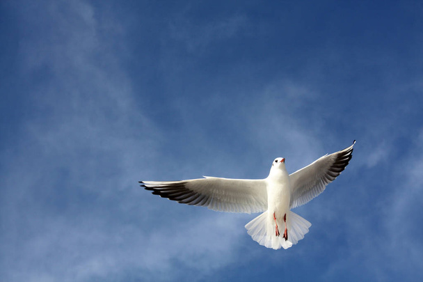 seagull flying in the sky - Foto, Imagen