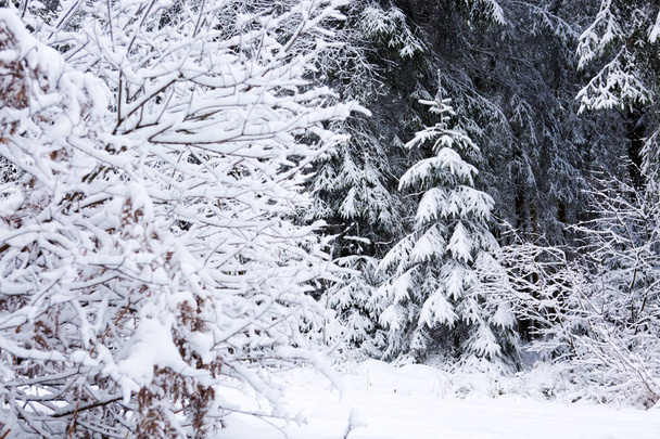 Winter landscape with snow covered fir tree. - Foto, Imagen