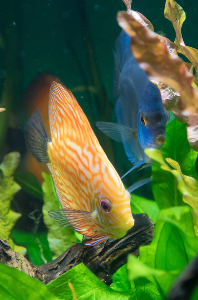Discus fishes in the aquarium. Symphysodon aequifasciatus. - Photo, Image