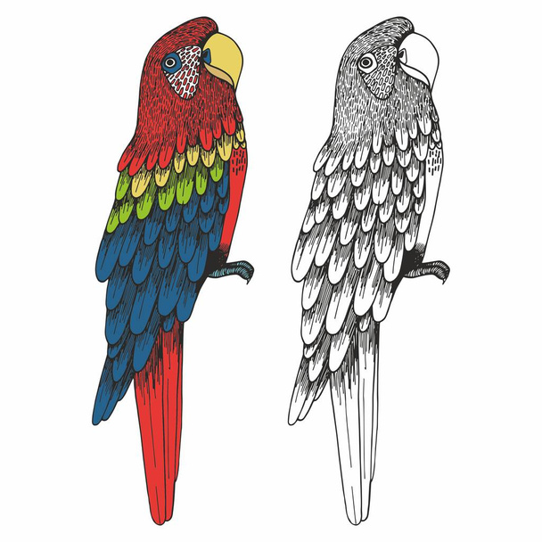 A parrot. Hand drawing. Vector illustration - Vetor, Imagem