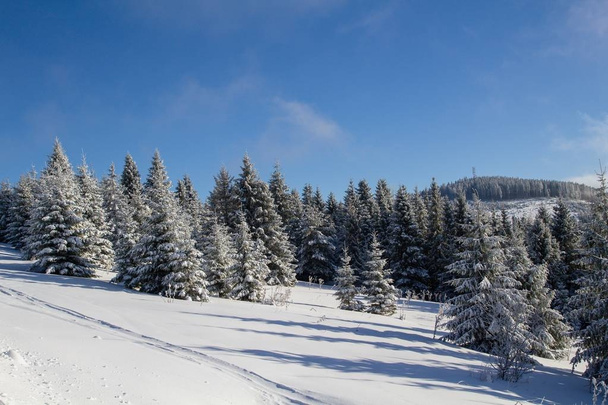 winter in het bos - Foto, afbeelding