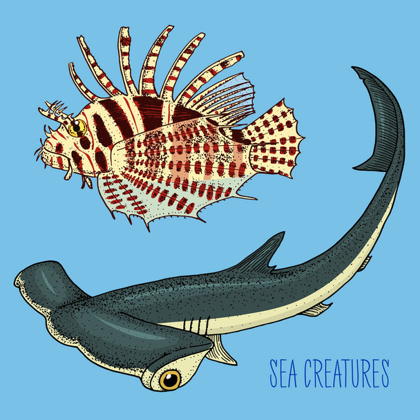 morze stworzenie czerwony lionfish i wielki hammerhead shark. grawerowane ręcznie rysowane w stary szkic, Styl vintage. morskie i morskie, potwora lub ryb. zwierzęta w Oceanie. - Wektor, obraz