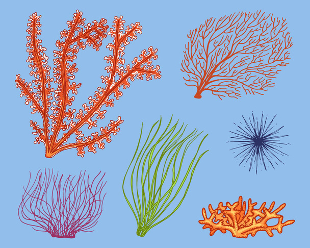 Meerespflanzen Algen. pflanzliches Leben und Nahrung für Fische. Handgezeichnet in alter Skizze im Vintage-Stil. See- oder Meeresgrün, Monster oder Fische. Tiere im Ozean. - Vektor, Bild
