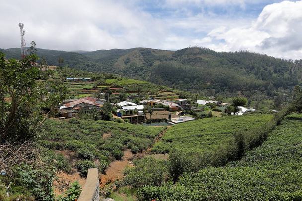 Teeplantagen in Sri Lanka - Foto, Bild