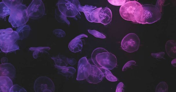 Luz púrpura medusas de cerca
 - Foto, Imagen