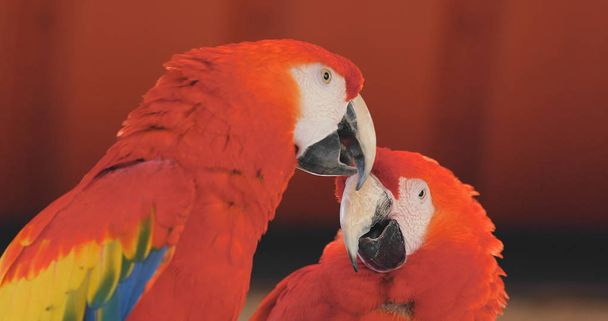 Ζευγάρι κόκκινα αρά στο ζωολογικό πάρκο  - Φωτογραφία, εικόνα