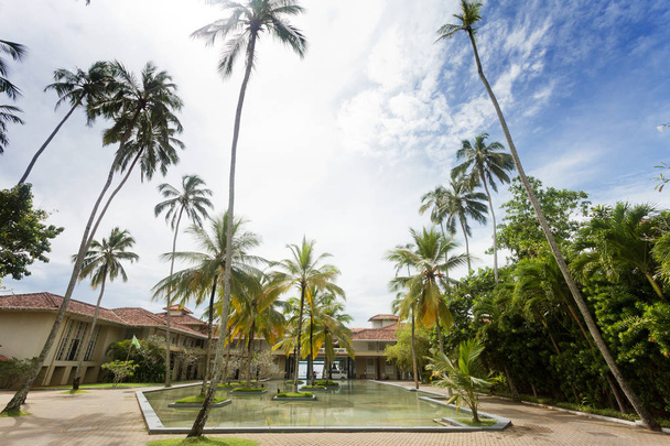 Sri Lanka - Ahungalla - Huge palm trees at a resort - Photo, Image
