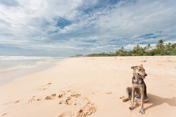 Srí Lanka - Ahungalla - A vadon élő dog ül a homokba - Fotó, kép