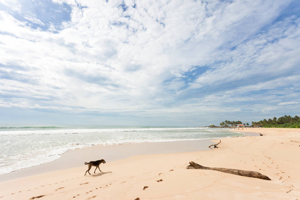 Sri Lanka - Ahungalla - A dog op zoek naar voedsel op het strand - Foto, afbeelding