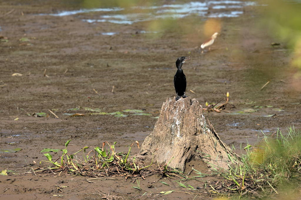 Cormorant in the Yala National Park of Sri Lanka - Photo, Image