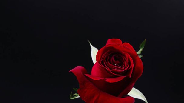 黒の背景にかなり暗い赤いバラ - 写真・画像