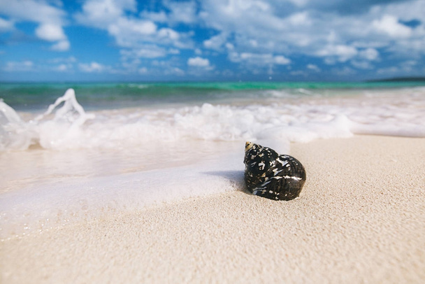 Cáscara negra del Caribe - Cittarium pica, nombre común de la cáscara superior de las Indias Occidentales o cáscara de urraca - en la playa de arena con olas marinas
 - Foto, imagen
