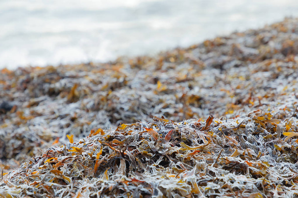 Mořské řasy nebo doutnaly zbytky mořské flóry na pláži na chladné zimní den - Fotografie, Obrázek