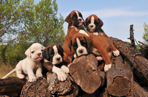 Cinco puppies boxer
 - Foto, Imagem