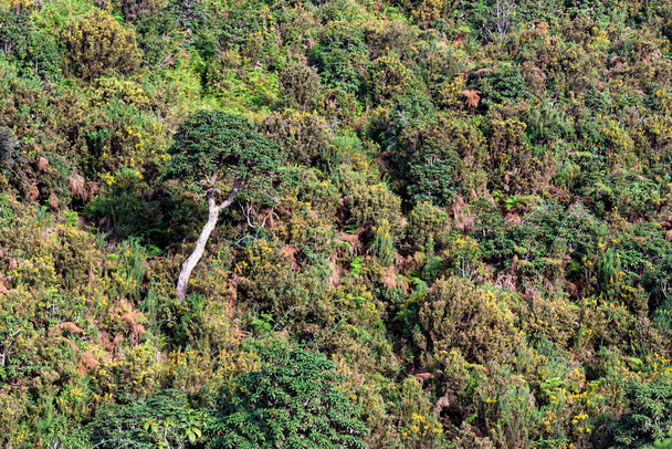 Vista panorâmica em Horton Plains, Sri Lanka
 - Foto, Imagem