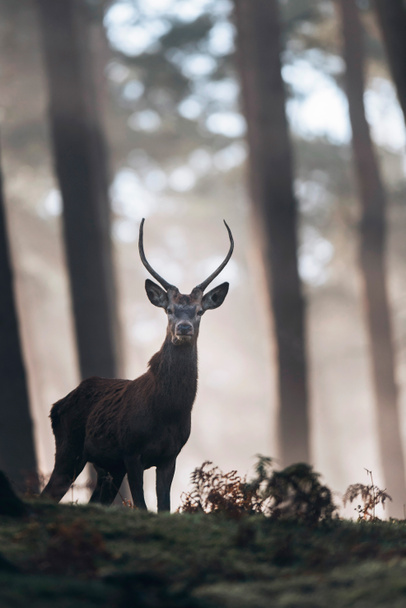 Red deer stag stojący na wzgórzu  - Zdjęcie, obraz