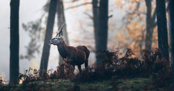 Kızıl geyik geyik eğrelti otları arasında - Fotoğraf, Görsel