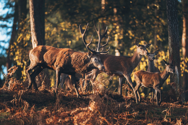 Red deer hert in herfst bos - Foto, afbeelding