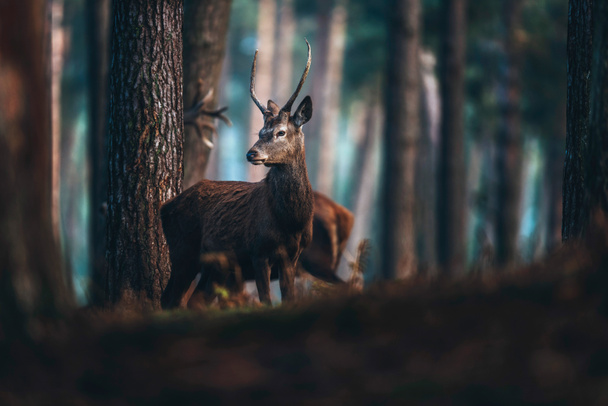 Красный олень в осеннем сосновом лесу
 - Фото, изображение