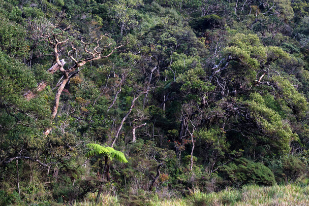 Vista panorâmica em Horton Plains, Sri Lanka
 - Foto, Imagem