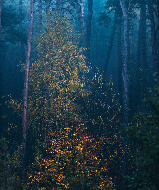 Ködös őszi fenyő erdő  - Fotó, kép