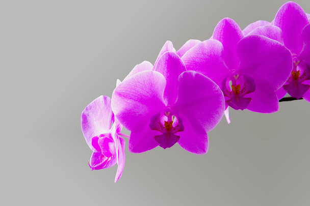 květ orchideje na černém pozadí v měkké světlo. - Fotografie, Obrázek