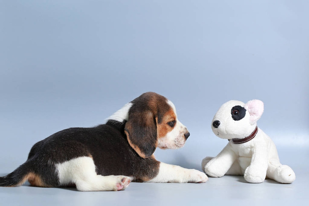 1 month pure breed beagle Puppy on gray screen - Fotoğraf, Görsel