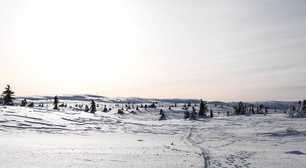 Ski Tracks in Norway - 写真・画像