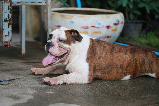 Fajtiszta angol Bulldog élvezni az életet - Fotó, kép