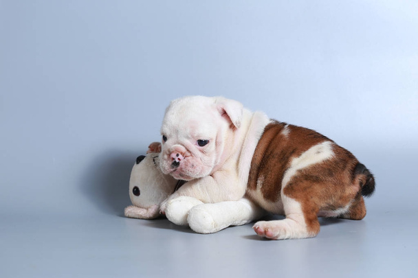 Cachorro Bulldog inglés de pura raza de 2 meses en pantalla gris
 - Foto, Imagen