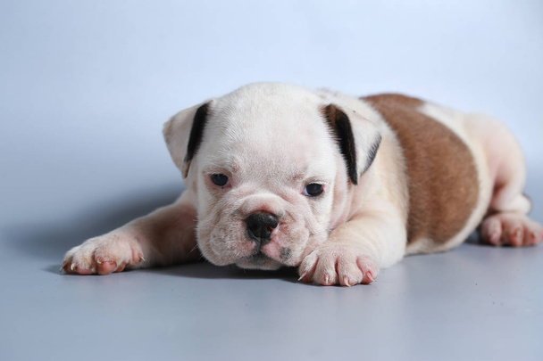 2 maand rasechte Engelse Bulldog pup op grijs scherm - Foto, afbeelding