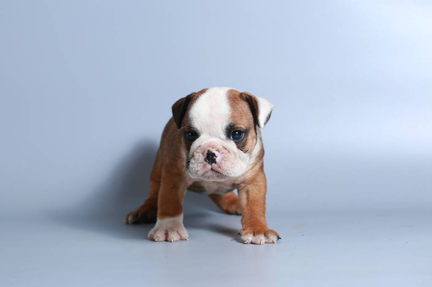 2 mese purosangue inglese Bulldog cucciolo sullo schermo grigio
 - Foto, immagini