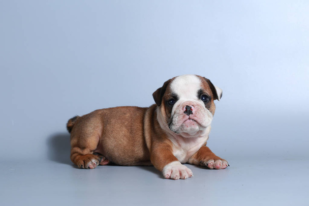 Cachorro Bulldog inglés de pura raza de 2 meses en pantalla gris
 - Foto, Imagen