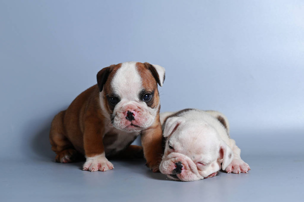 2 mese purosangue inglese Bulldog cucciolo sullo schermo grigio
 - Foto, immagini