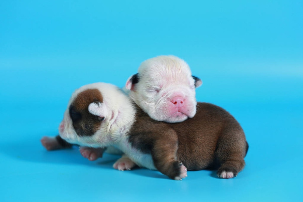7 days purebred English Bulldog puppy say hello the world on light blue screen - Photo, Image