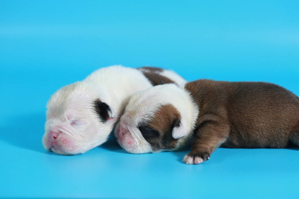 7 dagen rasechte Engelse Bulldog pup zeg hallo wereld op licht blauw scherm - Foto, afbeelding