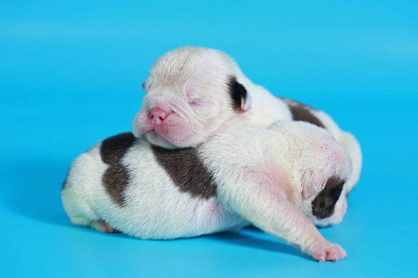 7 giorni purosangue inglese Bulldog cucciolo dire ciao al mondo sullo schermo azzurro
 - Foto, immagini