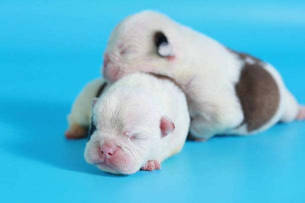 7 gün safkan İngiliz Bulldog köpek yavrusu "Merhaba Dünya" ışık mavi ekranda - Fotoğraf, Görsel