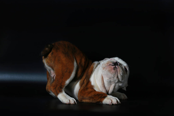 pura raza Inglés Bulldog cachorro acción en pantalla de bálsamo
 - Foto, Imagen