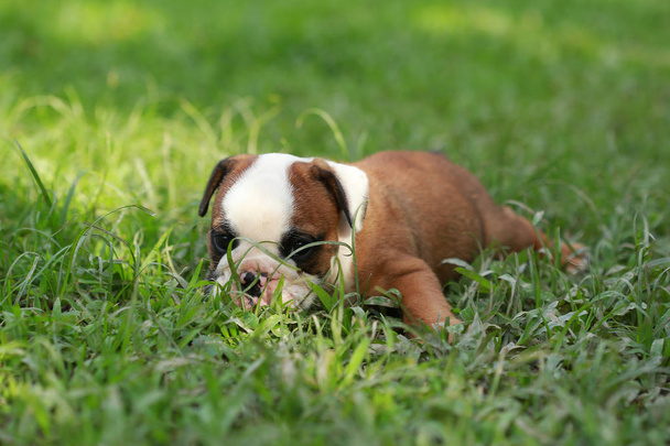english bulldog puppy enjoy life on greensward - Foto, afbeelding