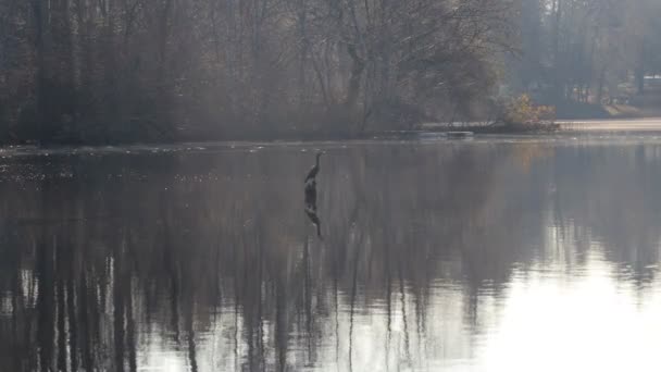 синя чапля в озері
 - Кадри, відео