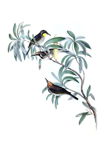 Vogeldarstellung. die Vögel Australiens, ergänzen. 1848  - Foto, Bild