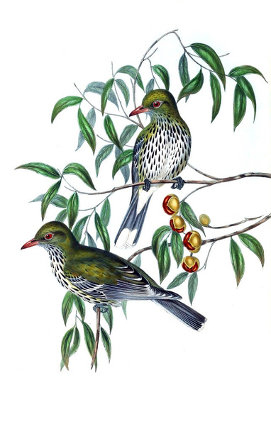 Ilustración de aves. Las aves de Australia, suplemento. 1848
  - Foto, imagen